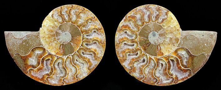 Polished Ammonite Pair - Agatized #56289